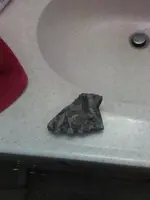 benjamins a  fossil33.webp
