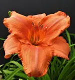 DSCN1285.webp