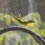 Anole 4.webp