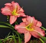 DSCN1288.webp