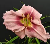 DSCN1289.webp
