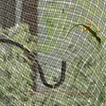 Anole 7.webp
