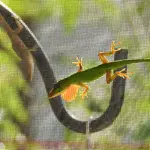 Anole 8.webp