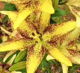 DSCN1294.webp