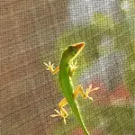Anole 6.webp
