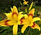 DSCN1295.webp