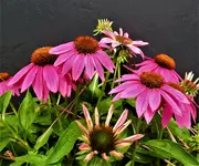 DSCN1296.webp