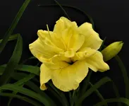 DSCN1290.webp