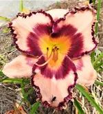 DSCN1297.webp