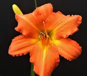 DSCN1286.webp