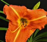 DSCN1287.webp