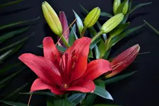 Asian Lily 1.webp