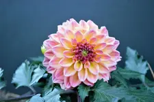 Dahlia 2.webp