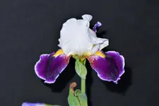 Iris3.webp