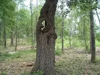 woods 001.webp