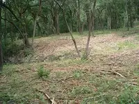 woods 002.webp