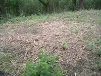woods 004.webp