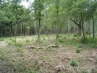 woods 005.webp