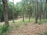 woods 008.webp
