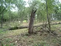 woods 009.webp