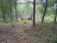 woods 010.webp