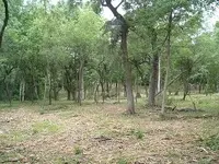 woods 011.webp