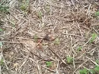 woods 014.webp