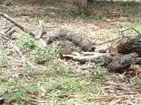 woods 015.webp