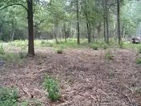 woods 016.webp