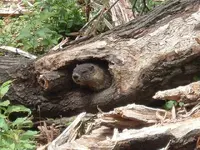woods 025.webp