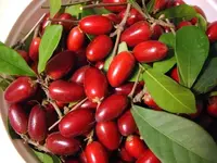 Miricle Berry.webp