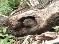 woods 026.webp