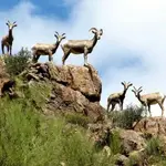 hewitt_mtn_goats.webp