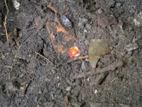 DSCF4109.webp