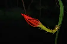 cactus Orchid 2.webp