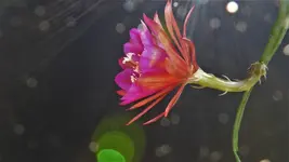 Cactus Orchid 3a.webp