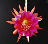 Cactus Orchid 4a.webp