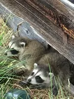 Baby Racoons.webp