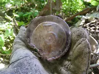 DSCF4045.webp