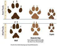 TrackSizeComparison.webp