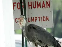 Mouthfull.webp