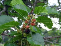 mulberry5.webp