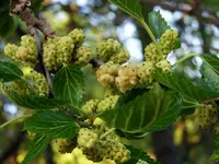 mulberry1.webp