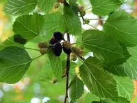 mulberry2.webp