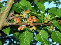 mulberry4.webp