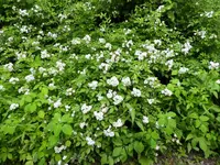 K1600_014.webp