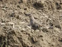 K1600_013.webp