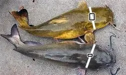 catfish and collars.webp catfish and collars.webp