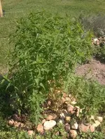 WP_20180512_004-1.webp