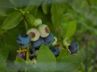 DSCN1806.webp